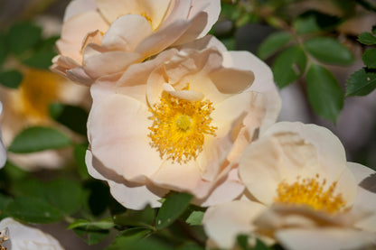 Above and Beyond™ Rose (Rosa 'Above and Beyond')