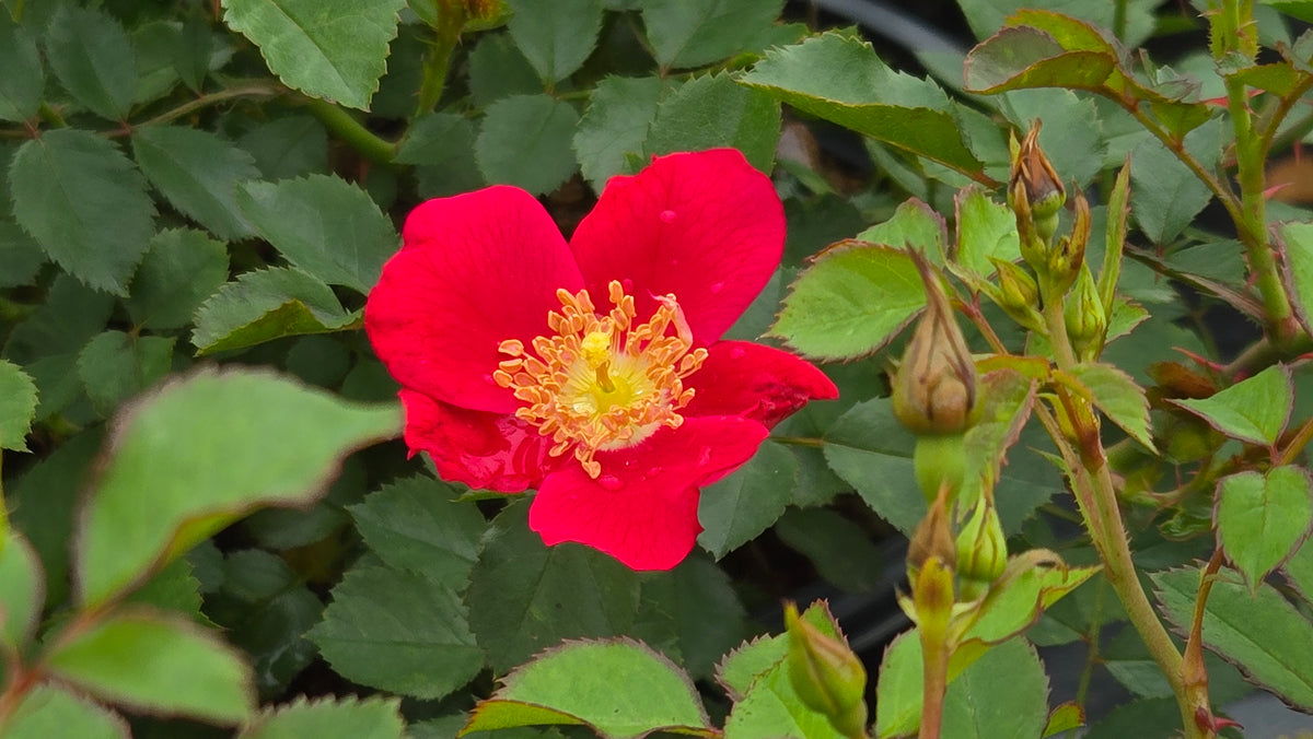 Flower Carpet® Red | Groundcover Rose