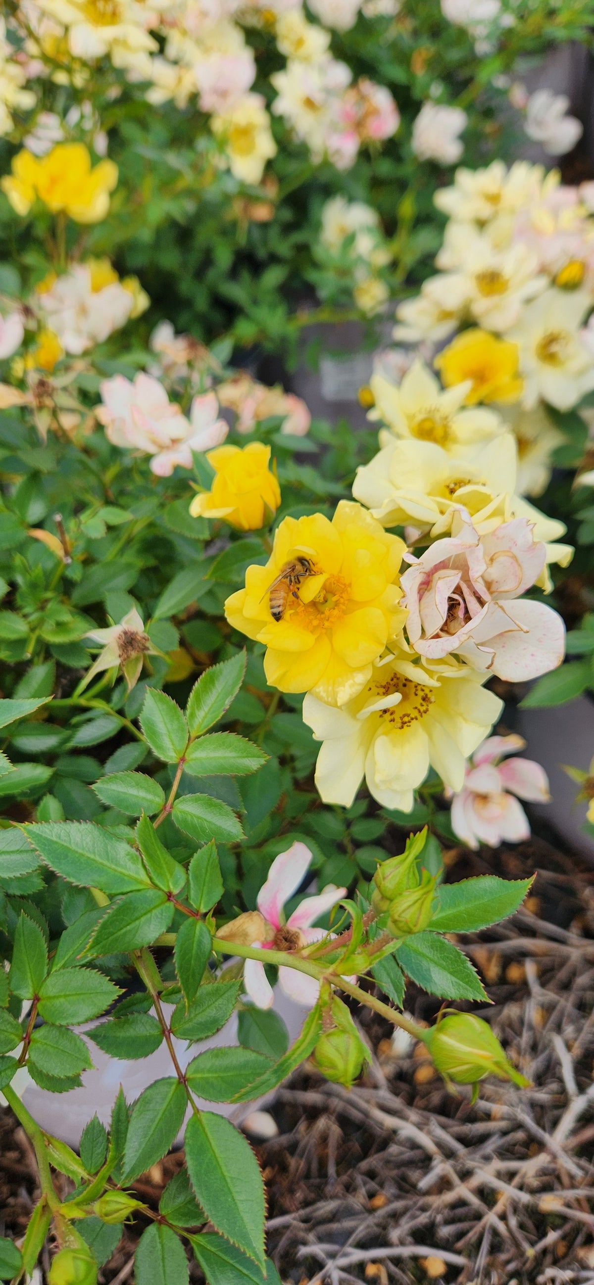 Drift® Lemon Rose (Rosa 'Drift Lemon')