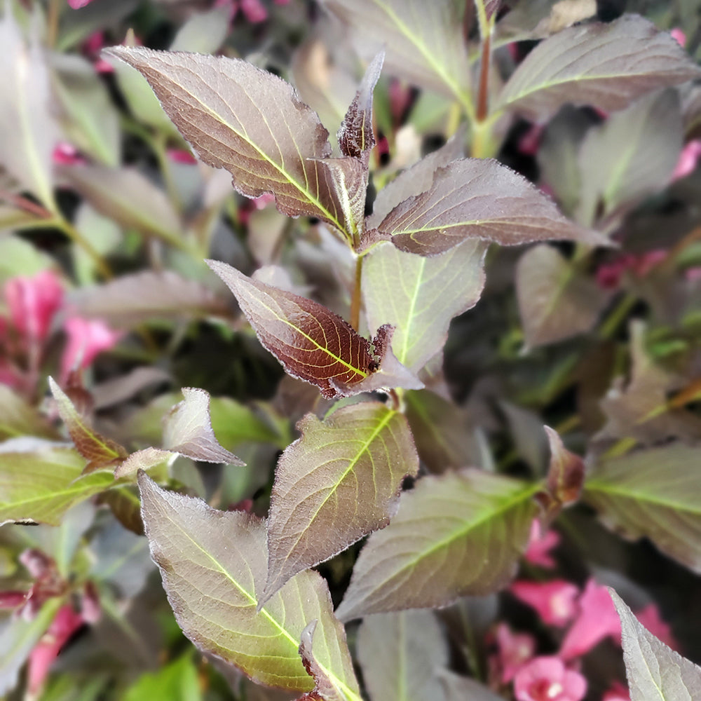 Spilled Wine® | Weigela
