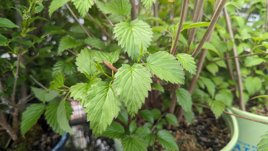 Plum Pudding Arrowwood Viburnum (Viburnum dentatum 'Plum Pudding')