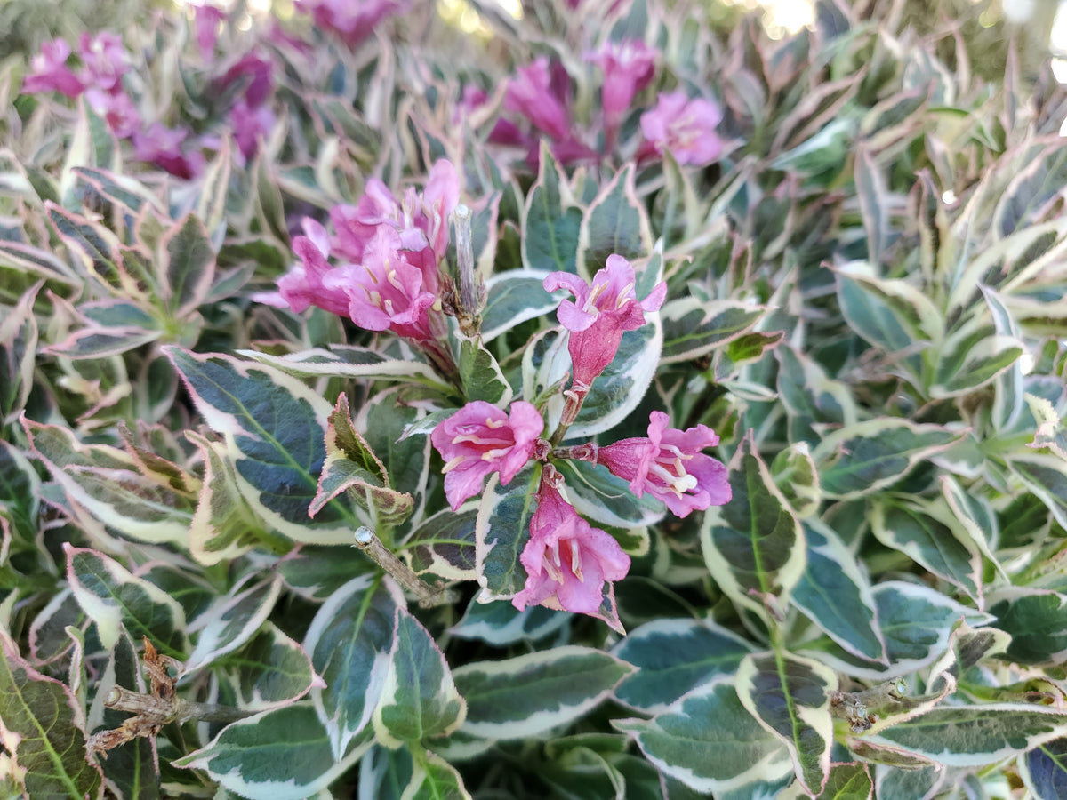 My Monet Purple Effect® Weigela - photo 2
