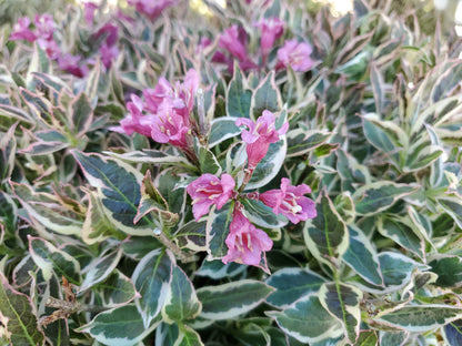 My Monet Purple Effect® Weigela - photo 2