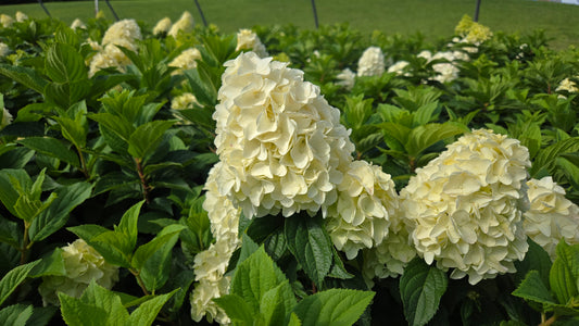 Quick Fire Fab® | Panical Hydrangea