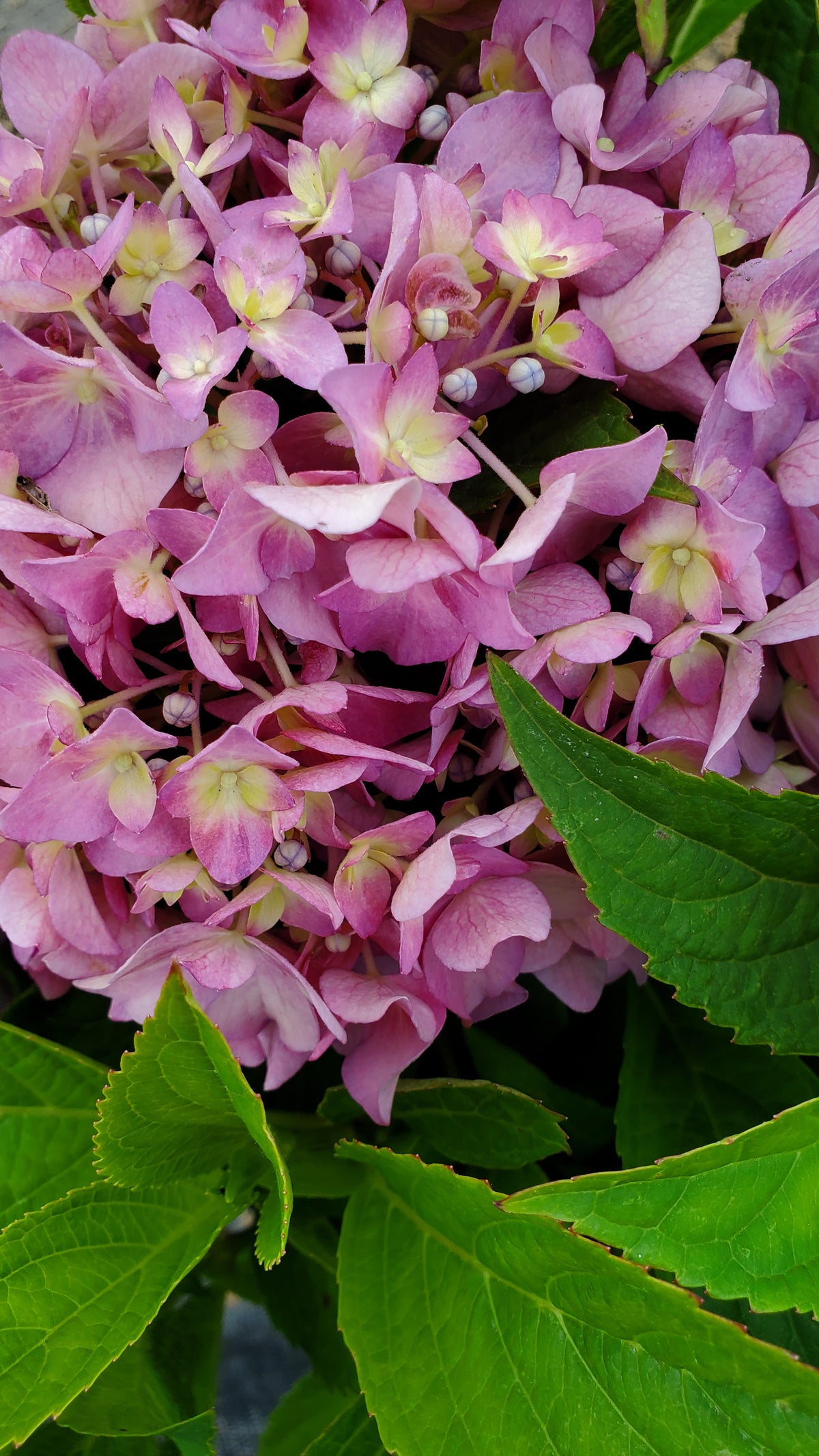 Let's Dance® Arriba Mophead Hydrangea - photo 2