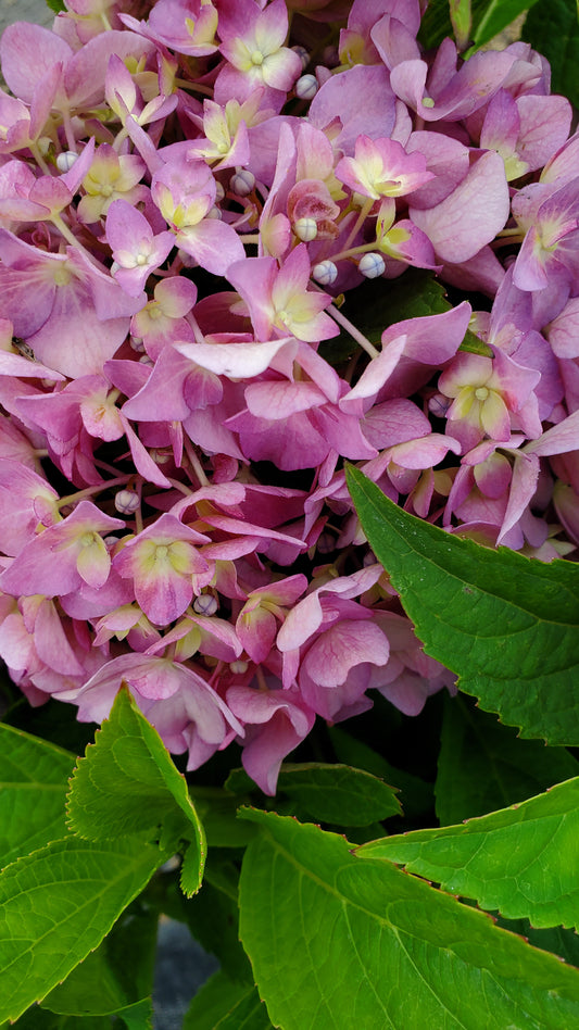 Let's Dance® Arriba Mophead Hydrangea - photo 2