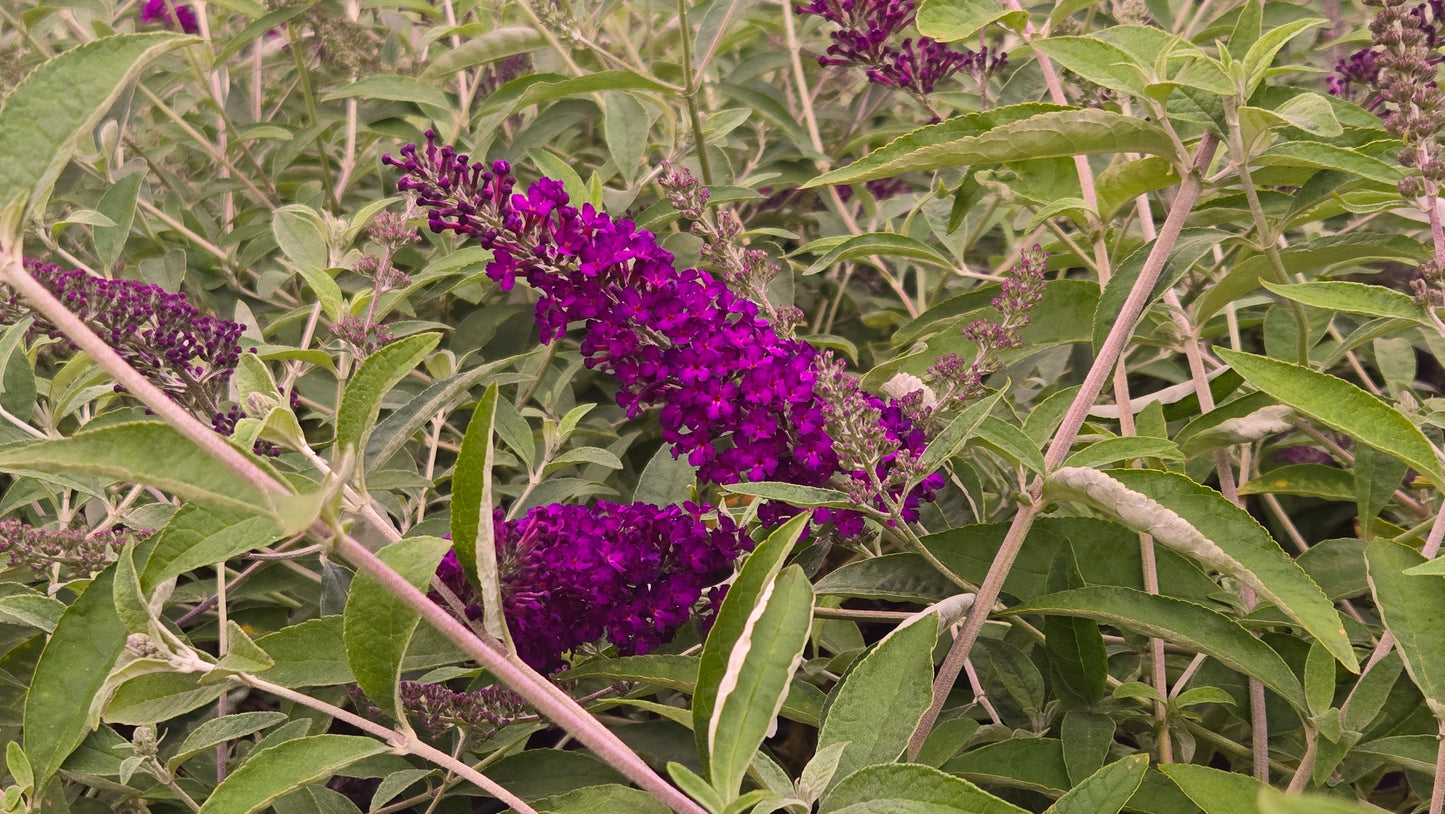 Groovy Grape | Butterfly Bush