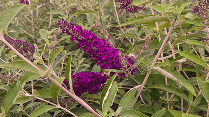 Groovy Grape | Butterfly Bush