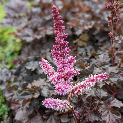 Dark Side of the Moon | Astilbe
