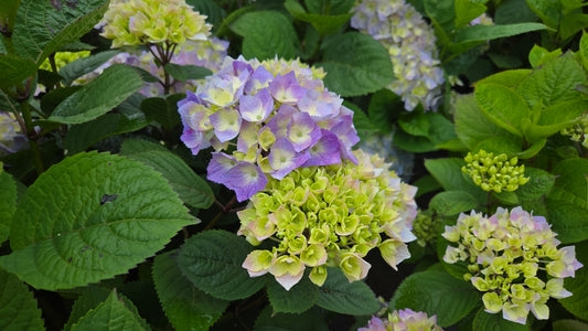 Let's Dance® Sky View Mophead Hydrangea (Hydrangea m.s. l.d. 'Sky View')