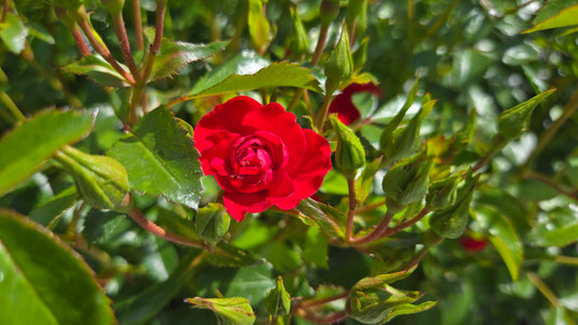 Flower Carpet® Mini Cherry | Rose