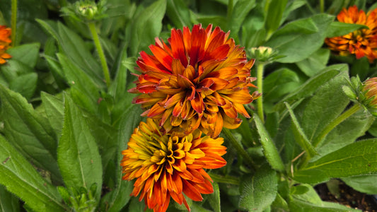 Solar Sisters™ Black-Eyed Susan (Rudbeckia hirta Solar Sisters™)