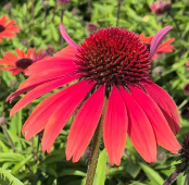 SunMagic® Vintage Electric Orange Coneflower (Echinacea SunMagic® 'Vintage Electric Orange')