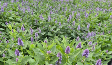 Blue Fortune Hyssop (Agastache x 'Blue Fortune')
