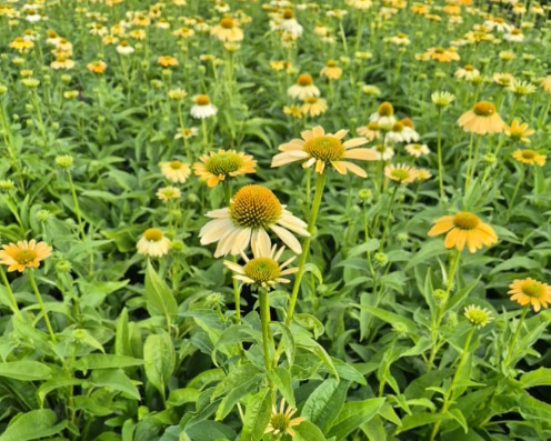 Mellow Yellows Coneflower (Echinacea purpurea 'Mellow Yellows')