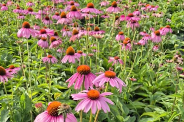 Prairie Splendor Coneflower (Echinacea 'Prairie Splendor')