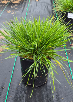 Golden Dew Tufted Hair Grass