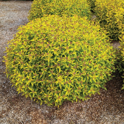 Pineapple Poprocks® Spirea