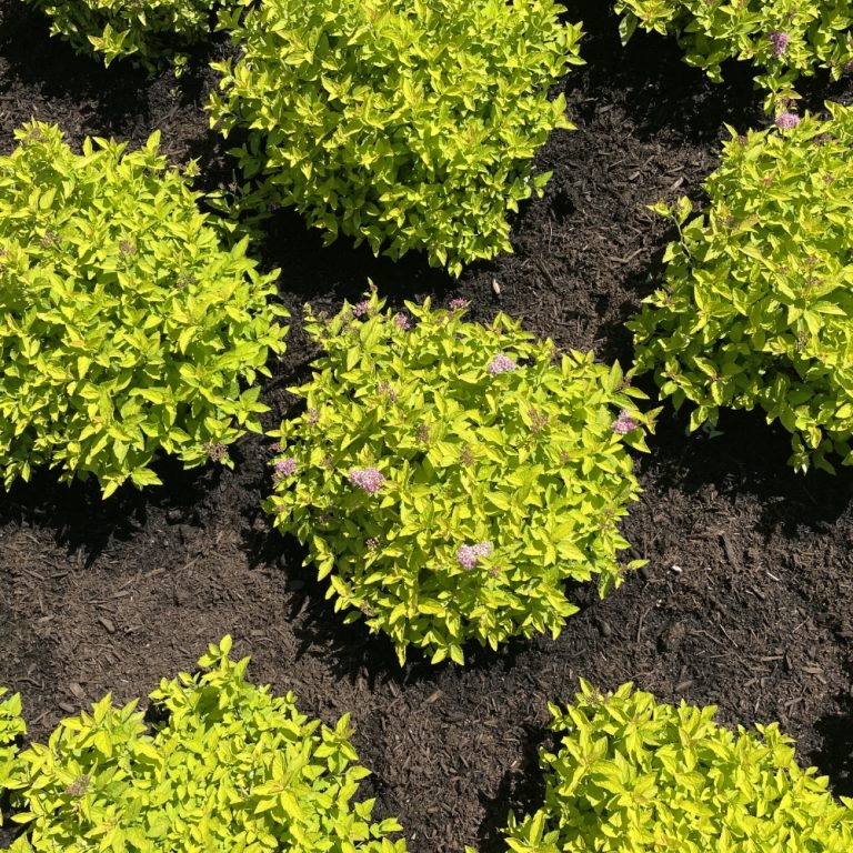 Pineapple Poprocks® Spirea