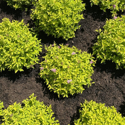 Pineapple Poprocks® Spirea