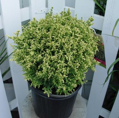 Cream Ball | False Cypress