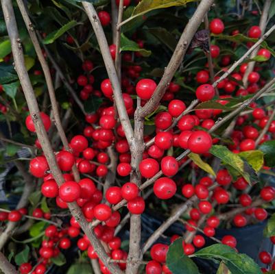 Red Sprite | Winterberry
