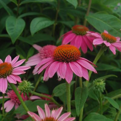 Pow Wow Wild Berry | Coneflower