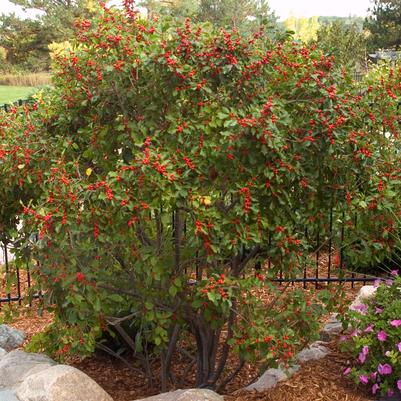 Wildfire | Winterberry