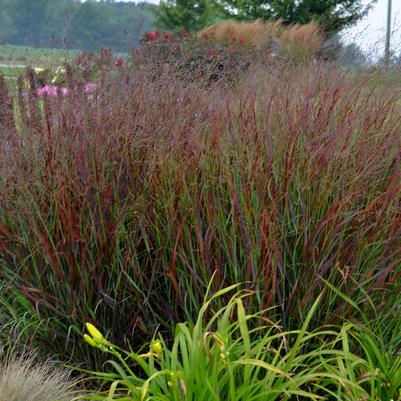 Prairie Winds® Cheyenne Sky | Switch Grass