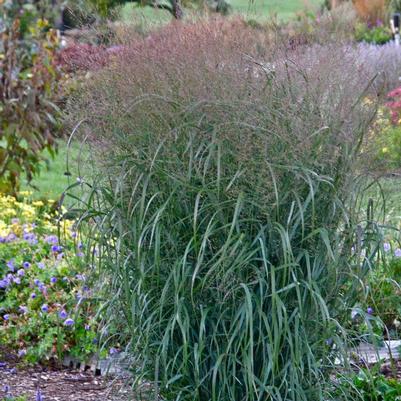 Prairie Winds® Apache Rose | Switch Grass