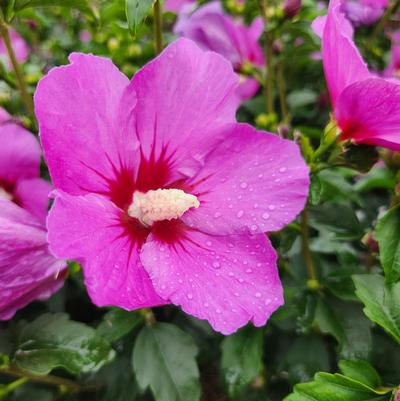 Lil' Kim Violet | Rose of Sharon