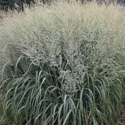 Prairie Winds® Niagara Falls | Switch Grass