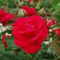 Blaze | Climbing Rose