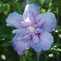 Blue Chiffon | Rose of Sharon
