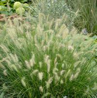 Hameln | Fountain Grass