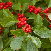 Wildfire | Winterberry
