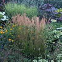 Karl Foerster | Feather Reed Grass