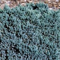 Blue Star | Juniper
