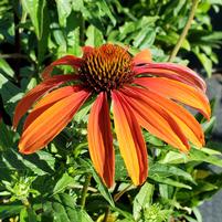 Cheyenne Spirit | Coneflower
