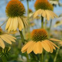 Mellow Yellows | Coneflower