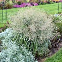 Prairie Winds® Niagara Falls | Switch Grass