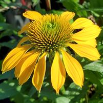 Cheyenne Spirit | Coneflower