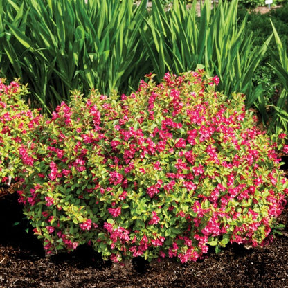 Strobe | Weigela