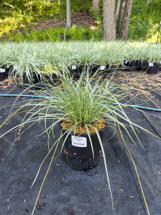 Evercolor® Everest | Sedge
