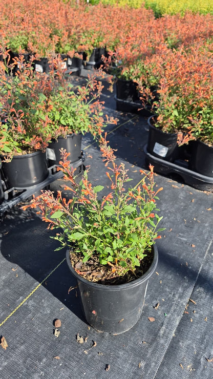 Kudos Mandarin Hyssop (Agastache 'Kudos Mandarin')