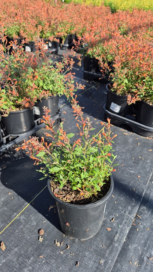 Kudos Mandarin | Hyssop