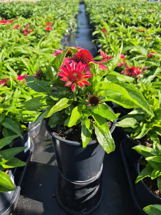 Sunmagic™ Vintage Ruby | Coneflower