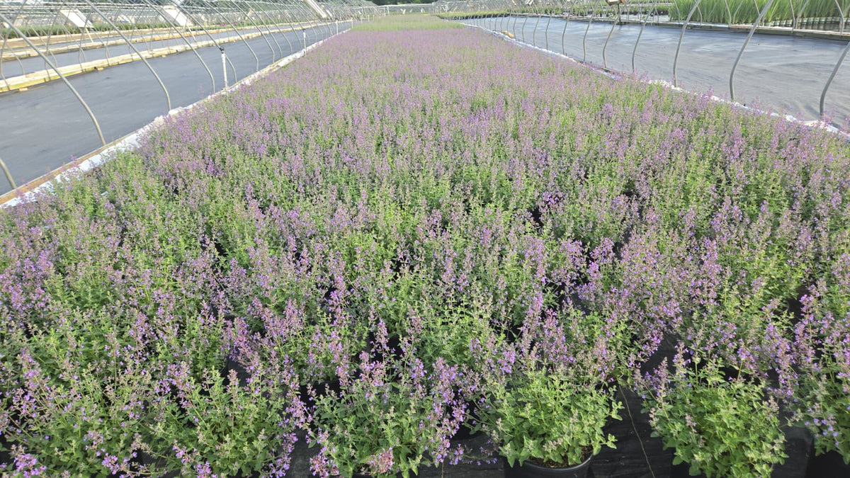 Six Hills Giant | Catmint