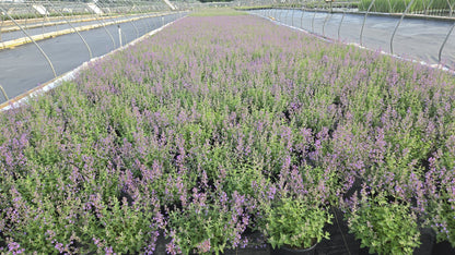 Six Hills Giant | Catmint