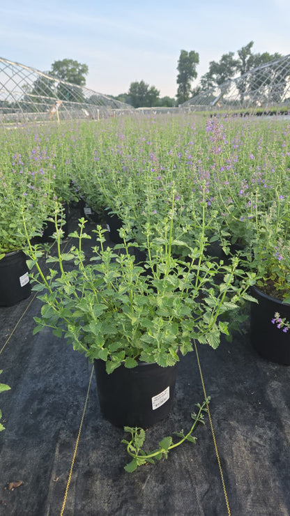 Six Hills Giant | Catmint